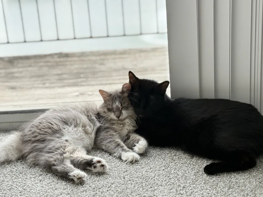 Qiao & Xiang