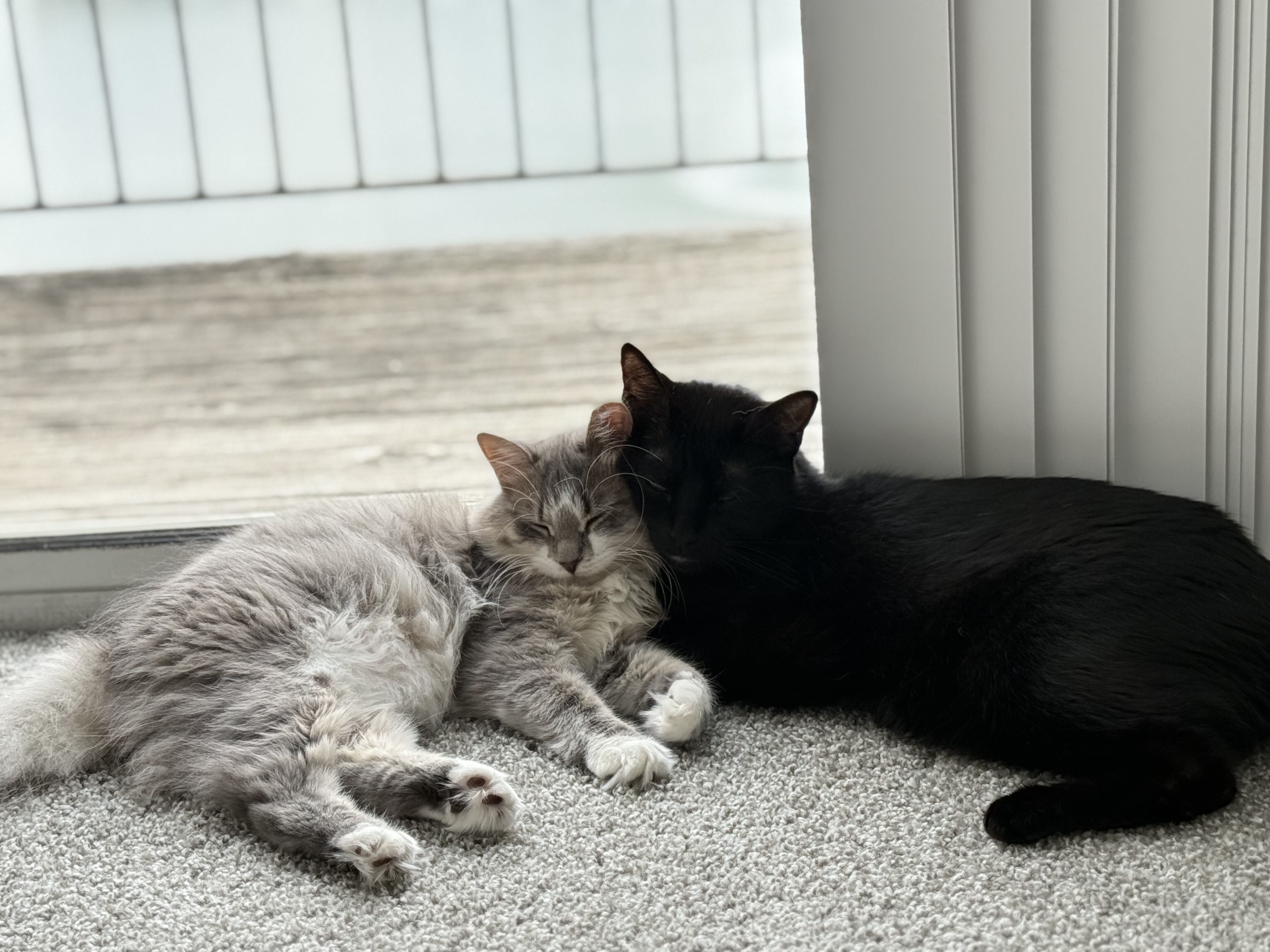 Qiao & Xiang
